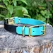 best dog collars